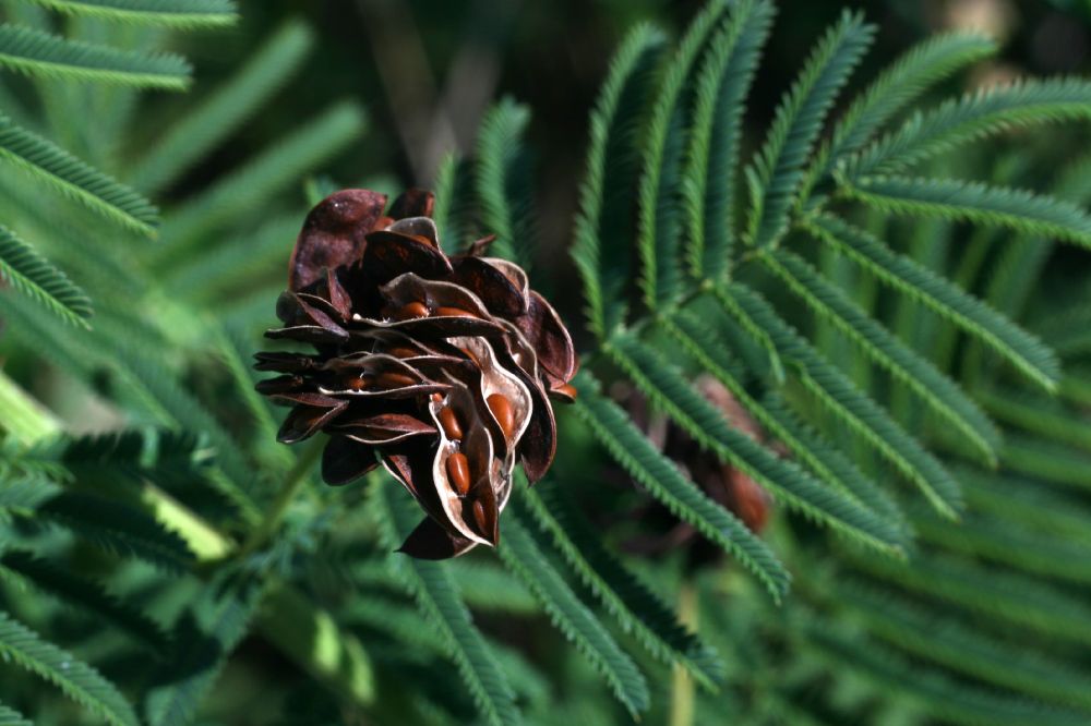 Fabaceae Desmanthus illinoensis
