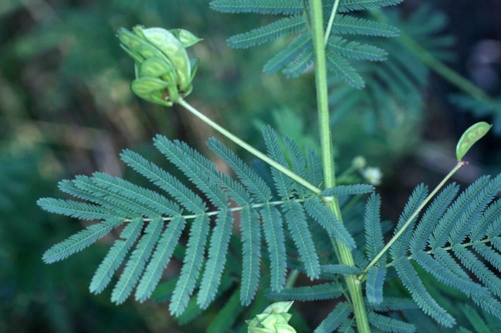Fabaceae Desmanthus illinoensis