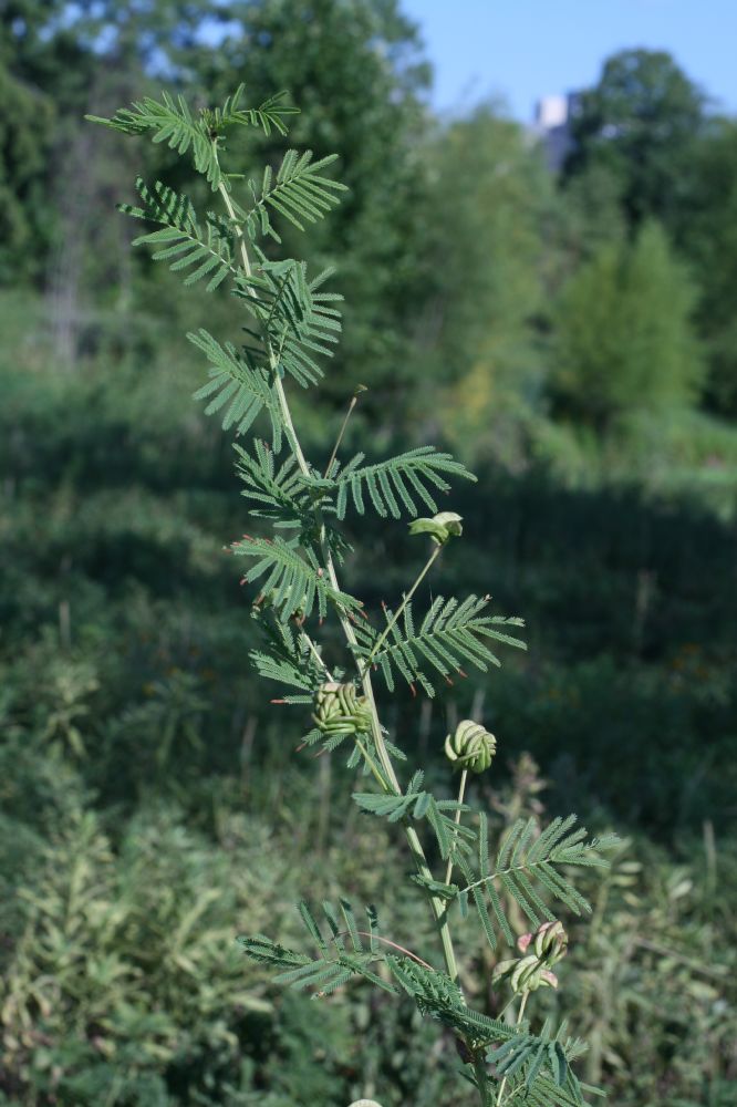 Fabaceae Desmanthus illinoensis