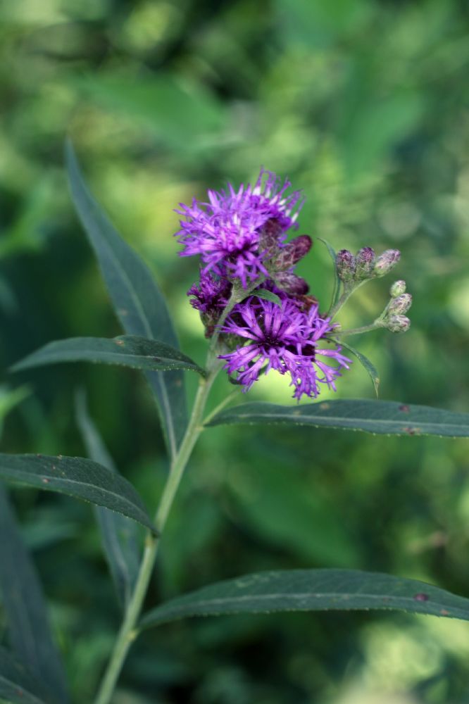Asteraceae Vernonia fasciculata