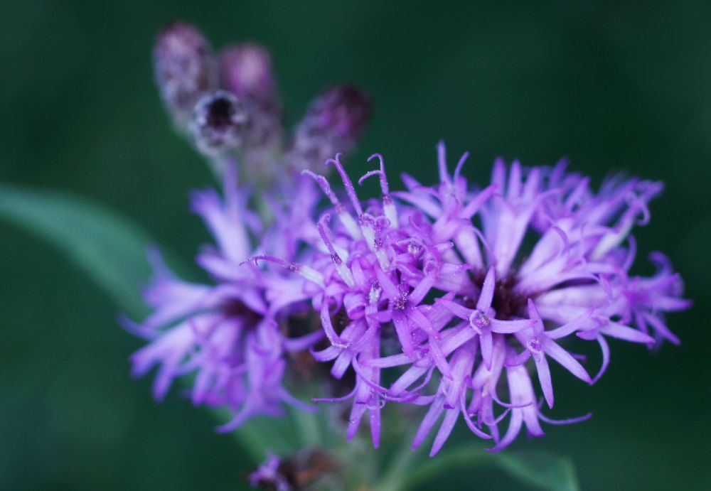 Asteraceae Vernonia fasciculata