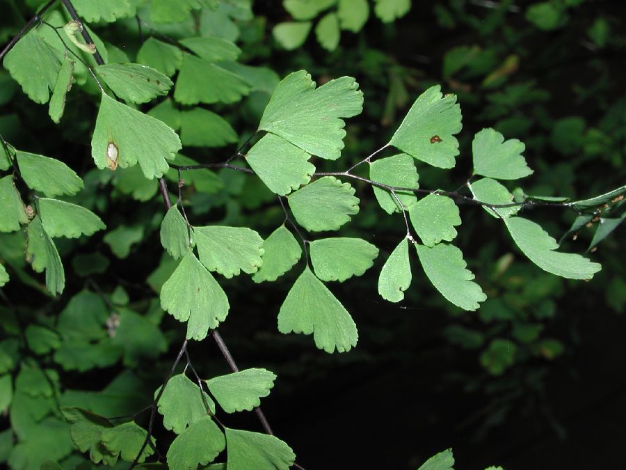 Pteridaceae Adiantum capillus-veneris