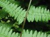 image of Athyrium filix-femina