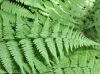 image of Athyrium filix-femina