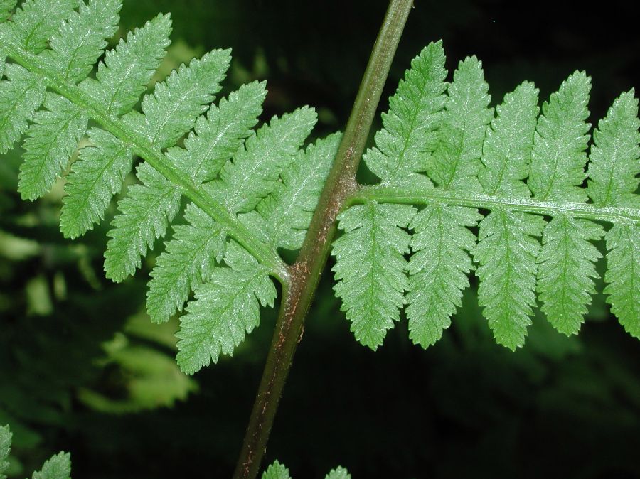 Athyriaceae Athyrium filix-femina