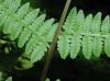 image of Athyrium filix-femina