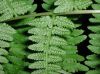 image of Athyrium filix-femina