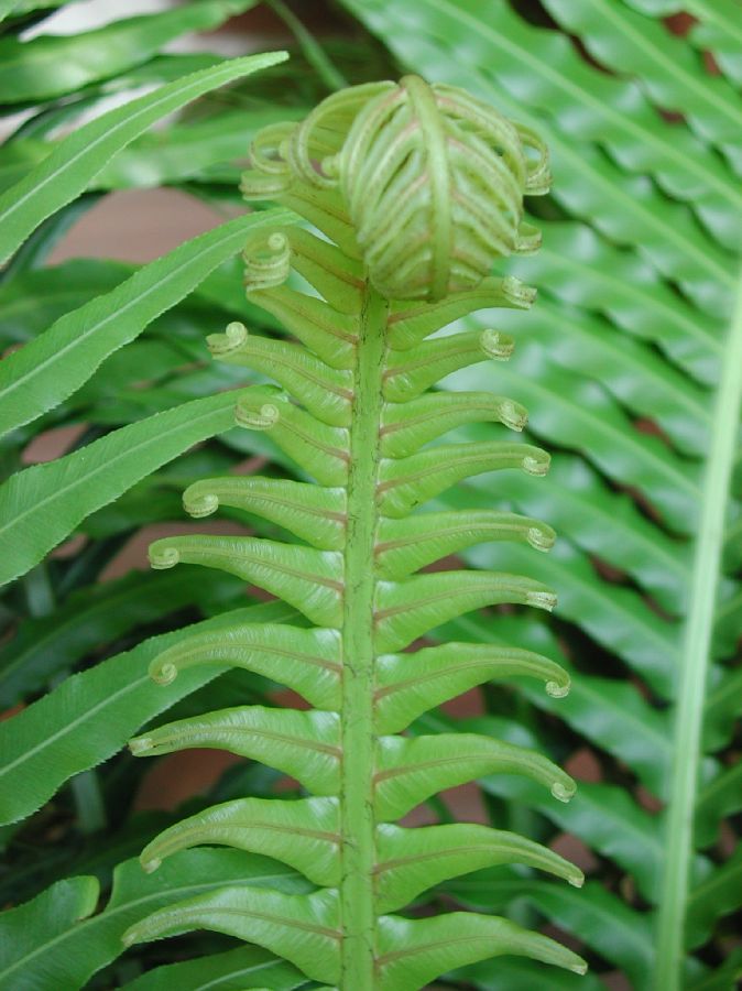 Blechnaceae Neoblechnum brasiliense