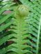 image of Neoblechnum brasiliense