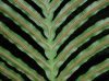 image of Neoblechnum brasiliense