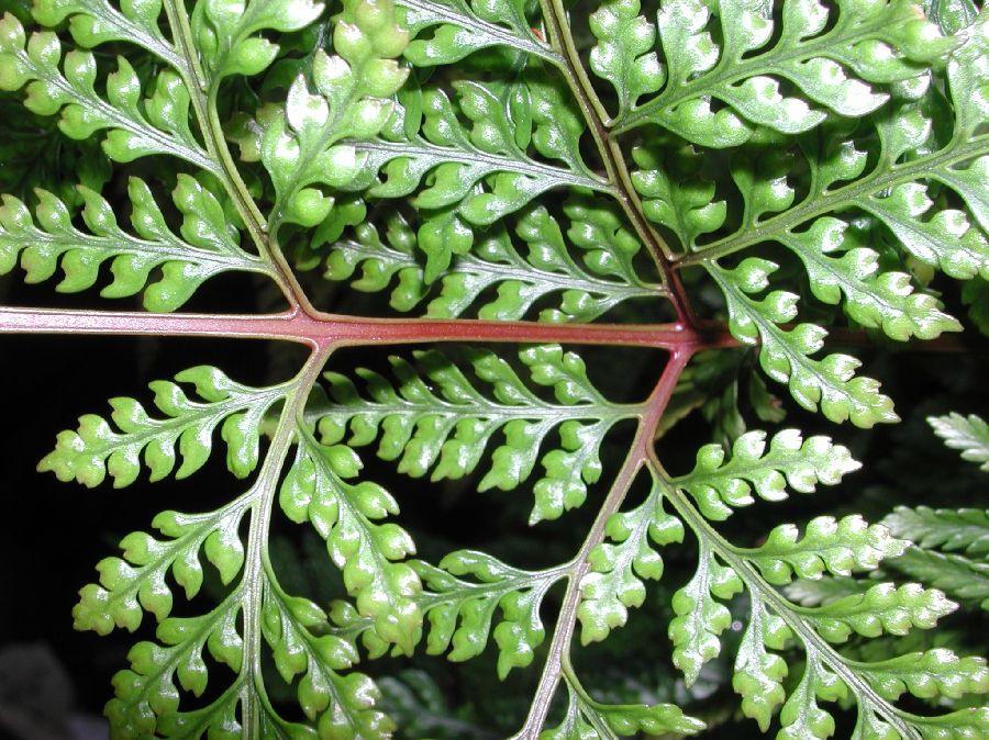 Davalliaceae Davallia tyermannii