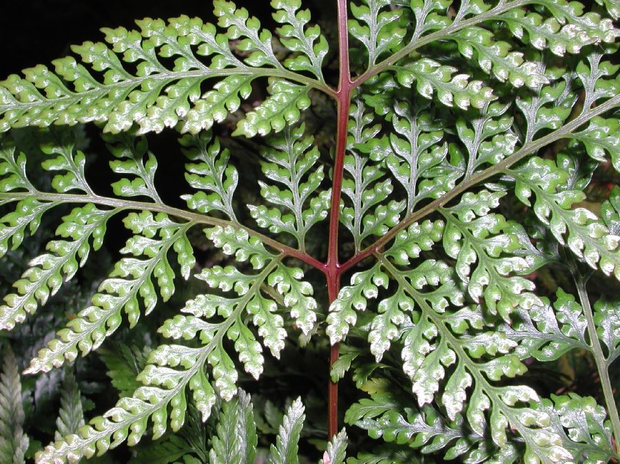 Davalliaceae Davallia tyermannii