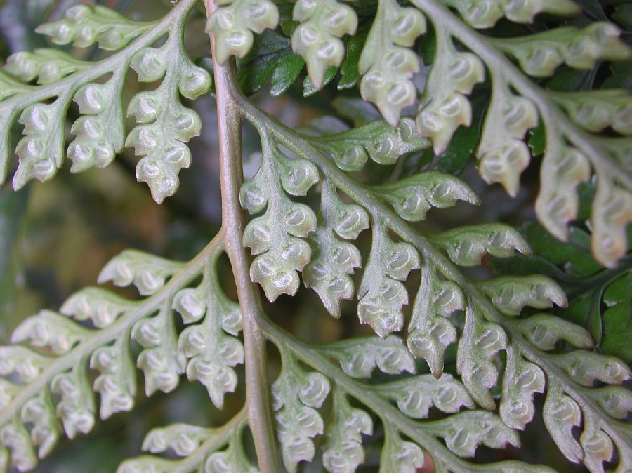 Davalliaceae Davallia tyermannii