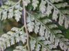 image of Davallia tyermannii