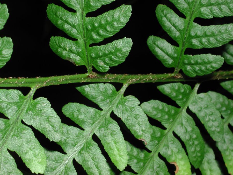 Dryopteridaceae Dryopteris cycadina