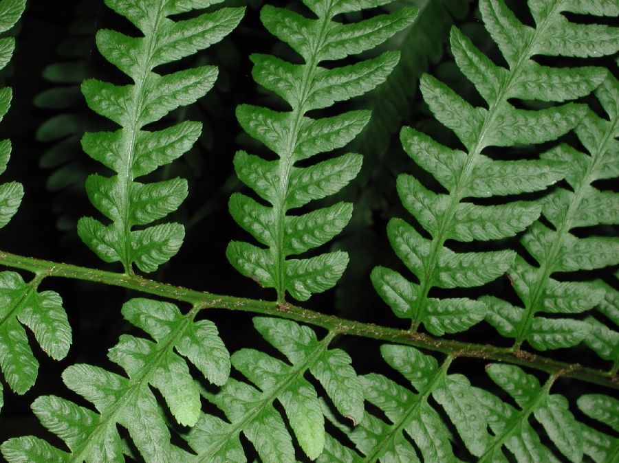 Dryopteridaceae Dryopteris cycadina