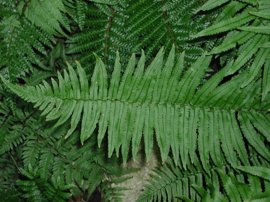 Dryopteridaceae Dryopteris cycadina