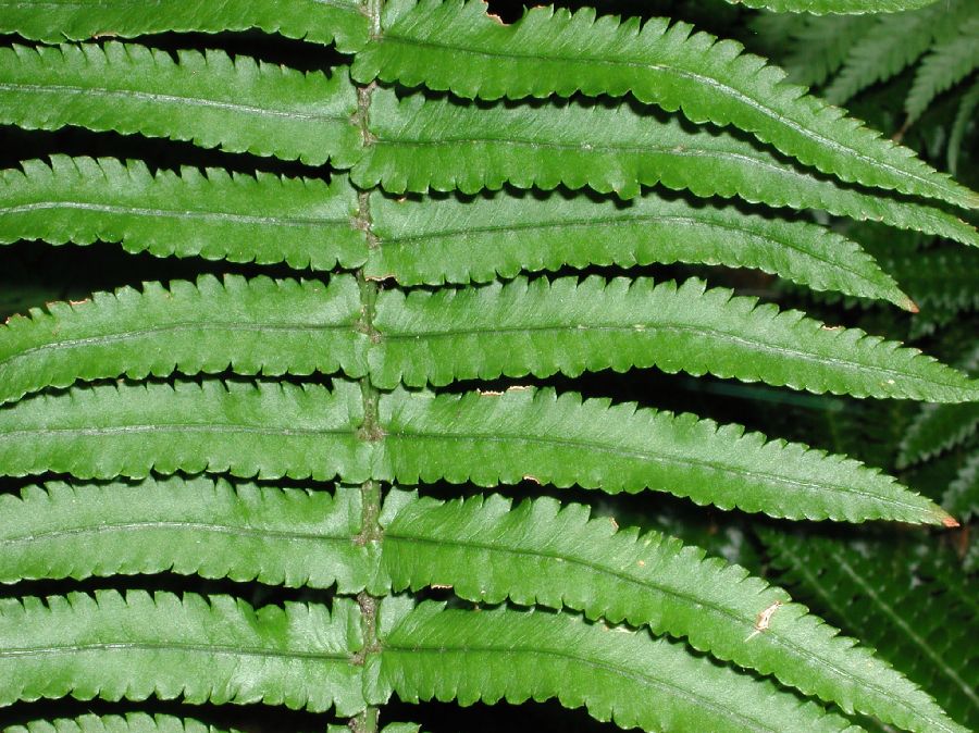 Dryopteridaceae Dryopteris cycadina