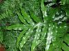 image of Microsorum diversifolium