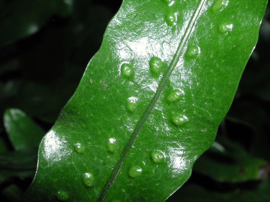 Polypodiaceae Microsorum diversifolium