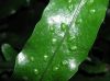 image of Microsorum diversifolium