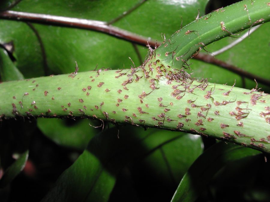 Polypodiaceae Microsorum diversifolium