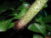 image of Microsorum diversifolium