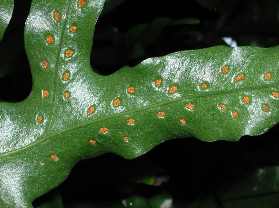 Polypodiaceae Microsorum diversifolium