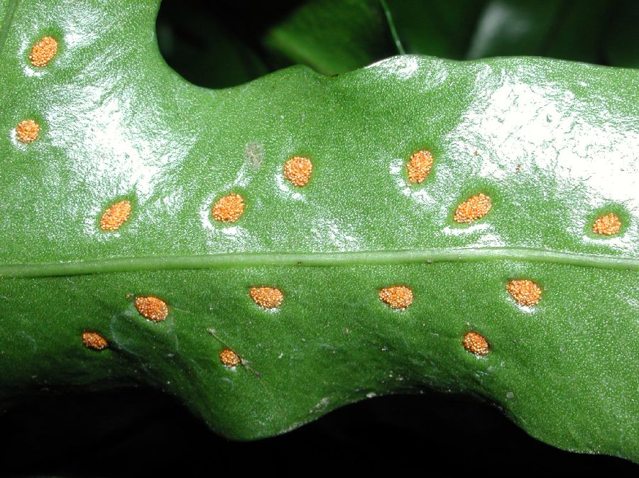 Polypodiaceae Microsorum diversifolium