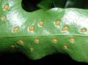 image of Microsorum diversifolium