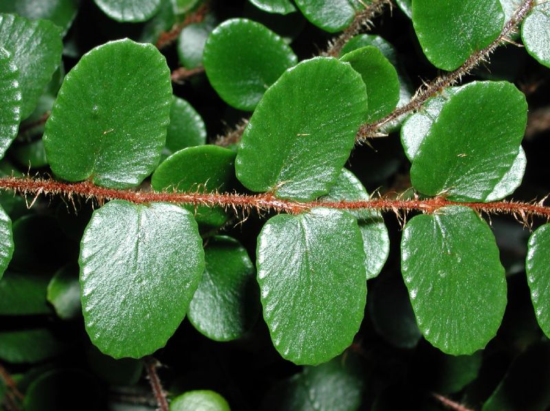Pteridaceae Pellaea rotundifolia