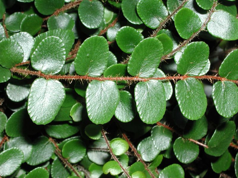 Pteridaceae Pellaea rotundifolia