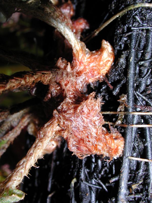 Polypodiaceae Pleopeltis bombycina