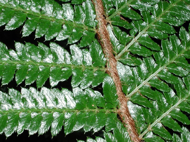 Dryopteridaceae Polystichum polyblepharum