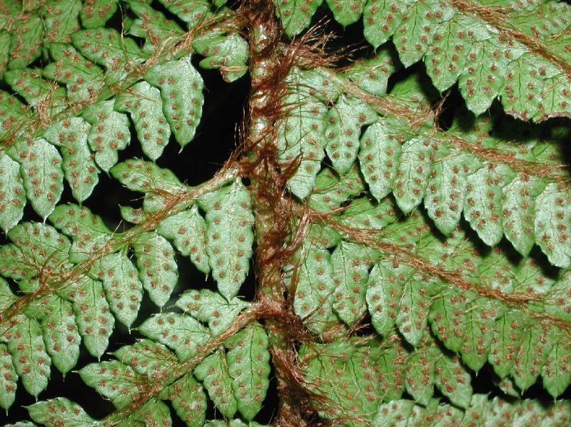 Dryopteridaceae Polystichum polyblepharum