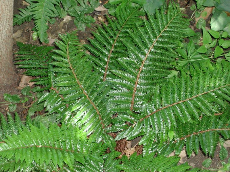 Dryopteridaceae Polystichum polyblepharum