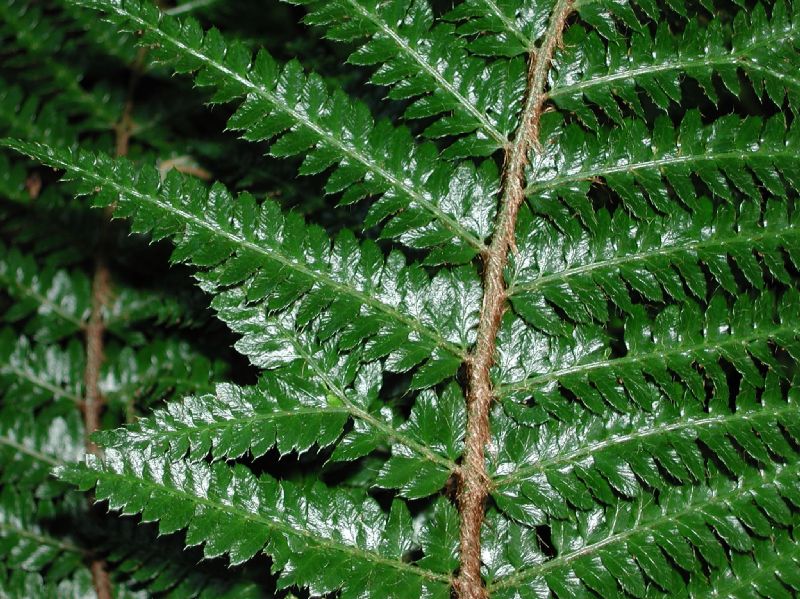 Dryopteridaceae Polystichum polyblepharum