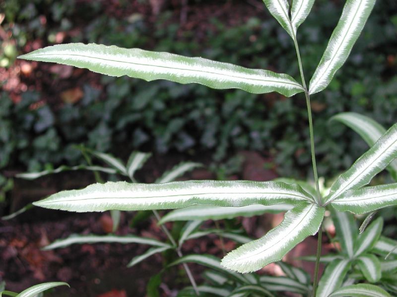 Pteridaceae Pteris nipponica