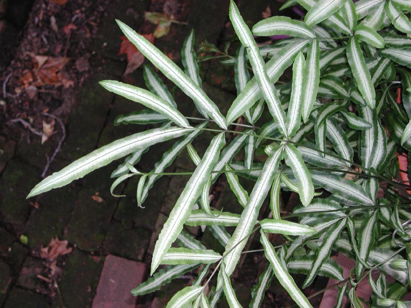 Pteridaceae Pteris nipponica