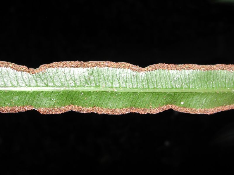 Pteridaceae Pteris nipponica