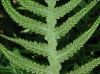 image of Phegopteris decursive-pinnata