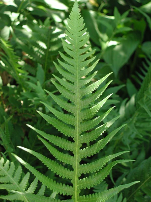 Thelypteridaceae Phegopteris decursive-pinnata