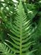 image of Phegopteris decursive-pinnata