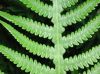 image of Phegopteris decursive-pinnata