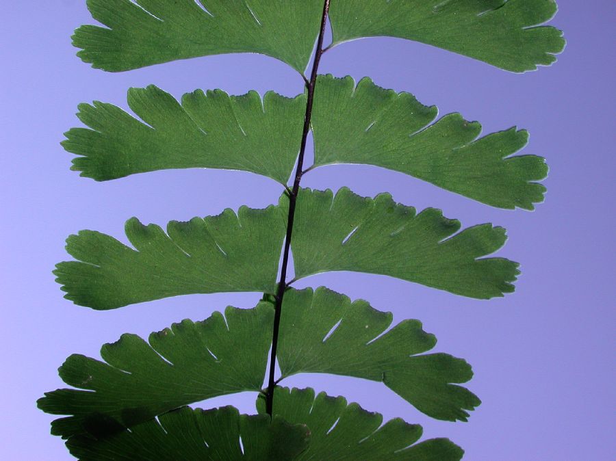 Pteridaceae Adiantum pedatum