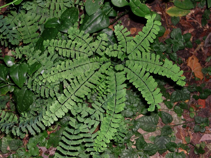 Pteridaceae Adiantum pedatum