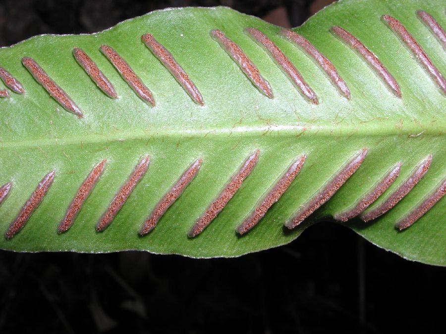 Aspleniaceae Asplenium scolopendrium