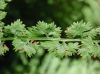 image of Athyrium filix-femina