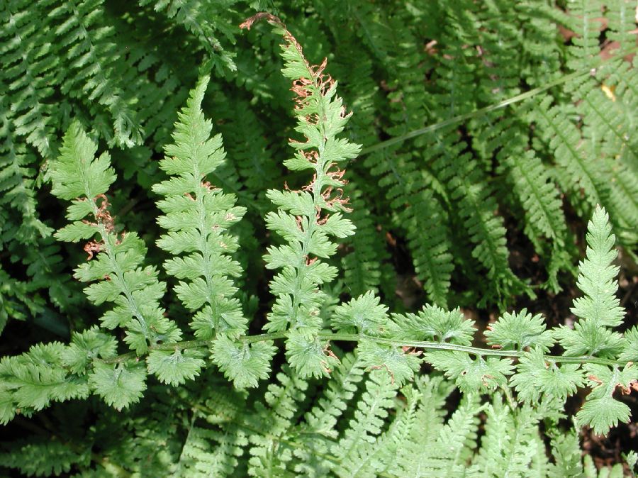 Athyriaceae Athyrium filix-femina