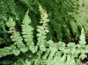 image of Athyrium filix-femina